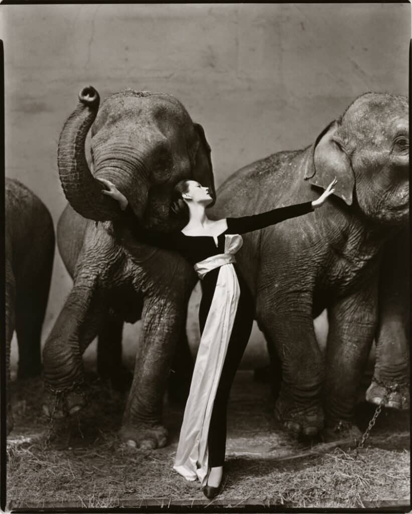 aesthetics of portrait photography : Richard Avedon’s Dovima with Elephants (1955)